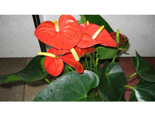 �������� �����