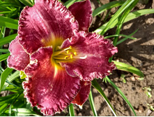 IMG 20180722 090117734 HDR.jpg