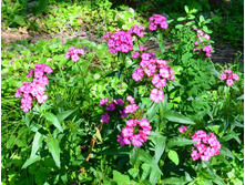 �������� ��������