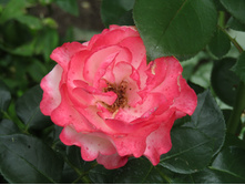 ���� ��������� / ������ ���������.JPG