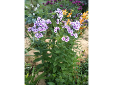 ���� ���� ���