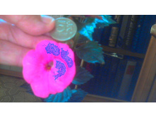 ��������� Pink Glory