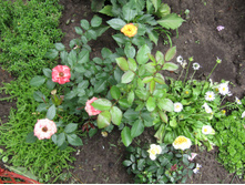 ����������� ���� Sunmaid / ������ ���������