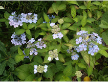 ��������� ���������