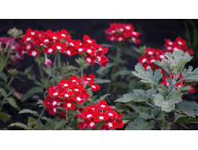 ������� ����� ��� ��� ��