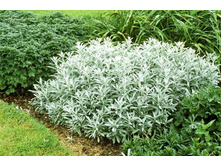 ������ �������� 80�.jpg