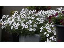 ������� ��������� ������ ���� Silver