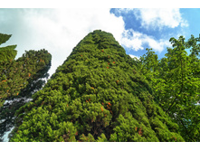 �����, ����������