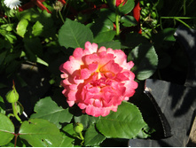 ��� ��� �� (Easy Does It) / ������.JPG