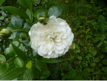 P1070851.JPG �������������� ���� �����.