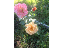 Belle Epoque / ��������� ���������.JPG