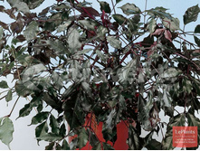 ���� ��������- ������ �������� �������� ..