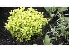 �������� �������� ����� ����