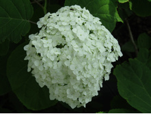 ��������� �����������.JPG