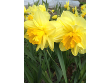 Apotheose ������� .JPG