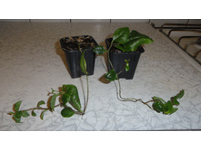 �������� �������������- 130- 150  ���.