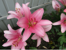 ����� ��������.JPG