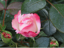 ���� ��������� / ������ ���������.JPG