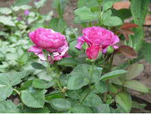 �����/���� ���� Heidi Klum / ������ ���������.JPG