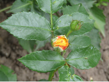 ����������� ���� Sunmaid / ������ ���������