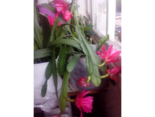 IMG 20180722 093719.jpg