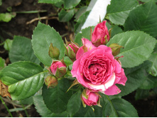 ��� ����� ����� (LOVELY LYDIA)  IMG 0603.JPG