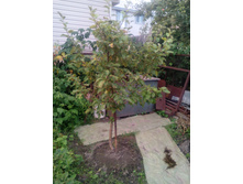 IMG 20180727 200743.jpg