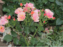 ���� Jazz / ������ ���������