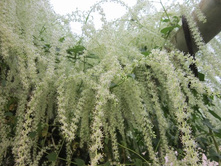 �������� �������������-- ������ �������� ..