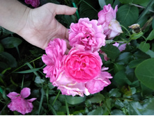 IMG 20180710 192402.jpg