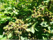 ������� �������