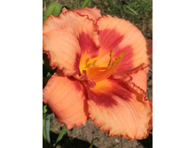 ��������� �����