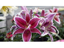 ����� ��� ���