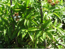 ���������� ������.JPG