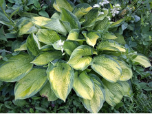 IMG 20180710 191746.jpg