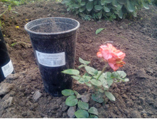 IMG 20180727 200608.jpg