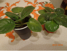 ��-������