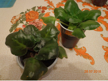 ��-��������� �������