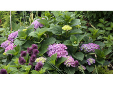 ������ �������