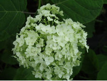 ��������� �����������.JPG