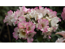 Liola (�����)