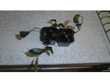 ���� ��������- 180  ���.