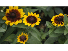 �������� �������� Becky Formula Mix