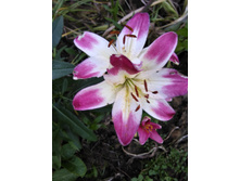 IMG 20180710 192719.jpg