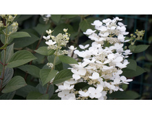 ��������� ����������� ���� ���