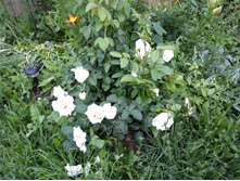 IMG 20180710 192553.jpg