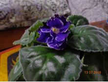 ������ ������� ( �����)