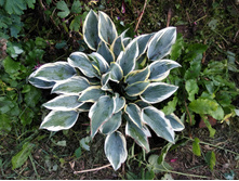 ����� �����