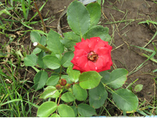 �������� ����� (SPRAY MIRABEL) IMG 0605.JPG