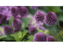 ALLIUM SPHAEROCEPHALON